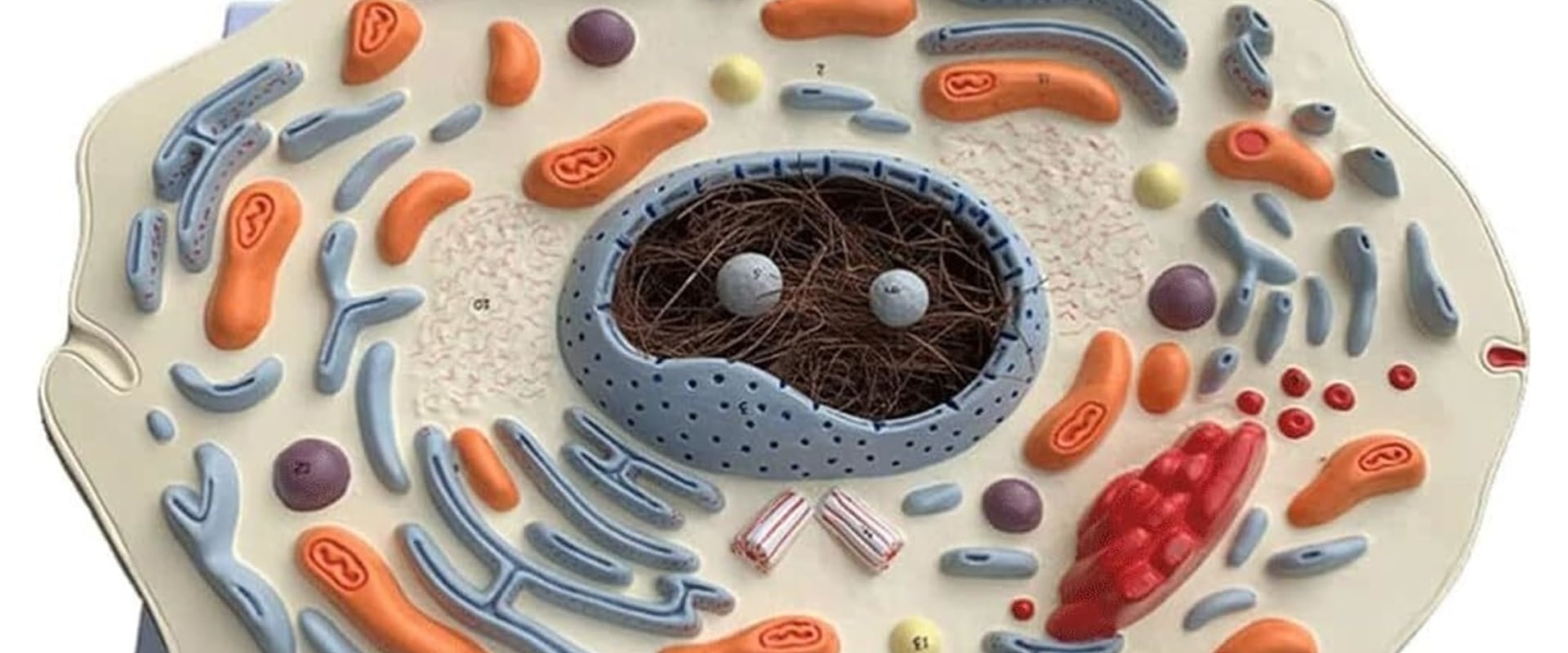 A Comprehensive Guide to Cellular Organelles for A Level Students