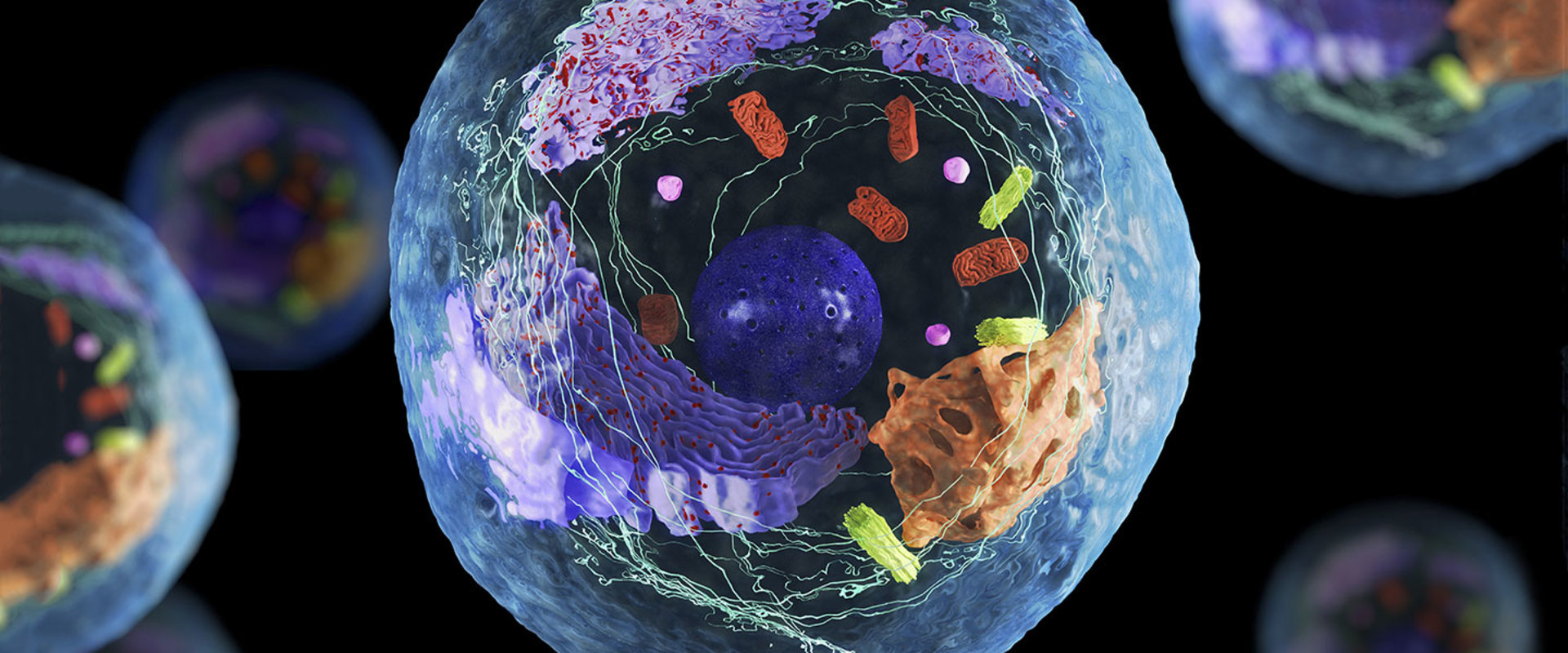 The Fascinating World of Cellular Processes