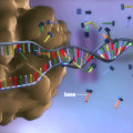 Understanding DNA Replication and Protein Synthesis