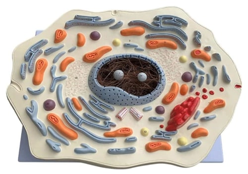 A Comprehensive Guide to Cellular Organelles for A Level Students