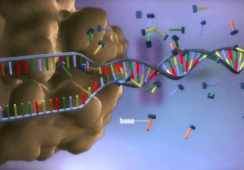 Understanding DNA Replication and Protein Synthesis