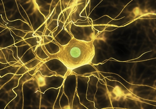 Understanding Cell Structure and Function